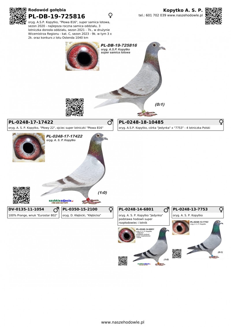 PL DB 19 725816 oryg A S P Kopytko Płowa 816 super samica
